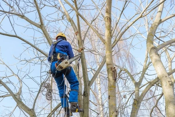 The Benefits of Professional Tree Cutting for Healthy Landscapes Thorsby AL