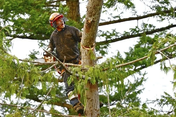 Professional Tree Cutting Service Thorsby AL