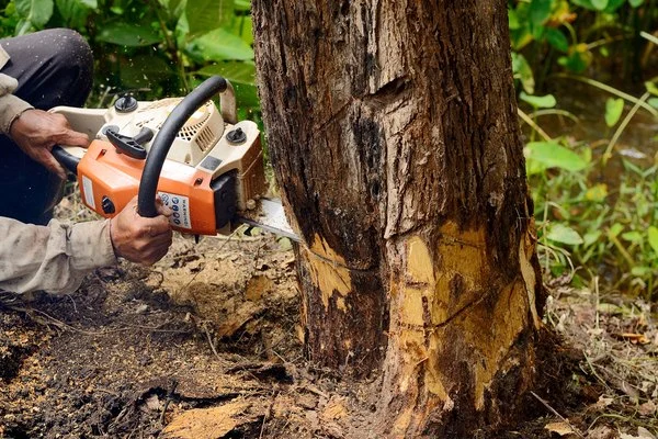 When to Schedule a Tree Cutting Service for Optimal Results Thorsby AL