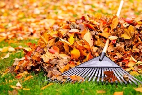 Professional Yard Cleanup Thorsby AL